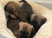 Beautiful border terrier Puppys