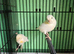 1 pair yellow dimorphic canaries ea