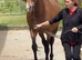 BARGAIN **Safe fun 19yo 15.1h Irish TB mare