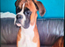 Proven boxer stud