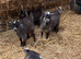 8-12 week old Pygmy weather goats