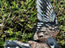 Toy / frill stencil racing pigeons available