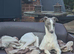 Whippet puppy&rsquo;s