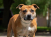 Staffordshire bull terrier puppies