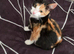 Kitten female