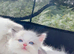 Ragdoll kittens