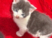 Farm raised kittens