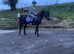Sec b mare 13.1/2 hh