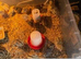 Baby Jumbo quail chicks