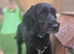 Male cockapoo