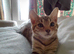 3 Bengal/mixed kittens - 13 weeks old looking for a new home