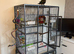Crimson bellied conure