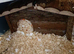 Syrian hamster