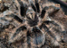 SAF TLITOCATL Albopilosus Curly hair