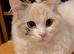8 month old Ragdoll/Persian Cross female