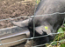 Berkshire Sow in pig 3.5 yrs old