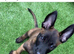 Malinois for sale