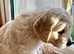 Fantastic Goldendoodle babies!