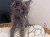 Maine coon