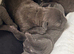 Beautiful puppy pit corso”s ready to leave around 24 July only 3 bitches left