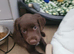 Male cocker spaniel puppy