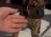 Cocker spaniel x Staffy x Sharpei