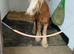 DIY LIVERY SPACE AVAILABLE - SMALL PONY UP TO 12hh in wembury