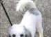 Kc Toy Poodle Available for Stud