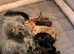 Miniature dachshund