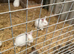 Baby rabbits
