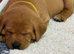 Fox Red and Yellow Labrador Retrievers