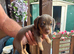 Chocolate and tan boy sausage dog