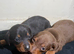Beautifully dauchaund boys, ready 12th of aug.