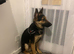 6 month old German shepherd male