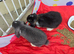 Pedigree french lop