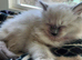 2 ragdoll kittens £200 each