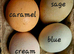 SAGE shell coloured hatching eggs - large hatchign eggs Legbar-Araucana