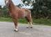 Welsh section a gelding
