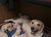 Beautiful homebred Labradoodle puppies!