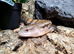 Summer Special Northern Blue Tongue Skink at Birmingham Reptiles