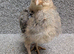 Cream Legbar Chicks