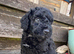 Toy poodle x min poodle
