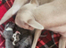 KC Health and Heart tested whippets