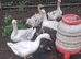 Sabastopol goose