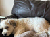 Give my dog a new home due to my husband going into care don't have the time to look after him