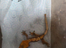 Baby Crested geckos