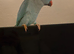 Indian ringneck