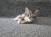 Adorable kittens
