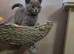 Ready now, active gccf registered blue and lilac British shorthair
