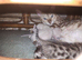 Mink x snow lynx bengal kittens